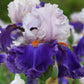 You Grow Girl Fragrant Bearded Iris Quart Container