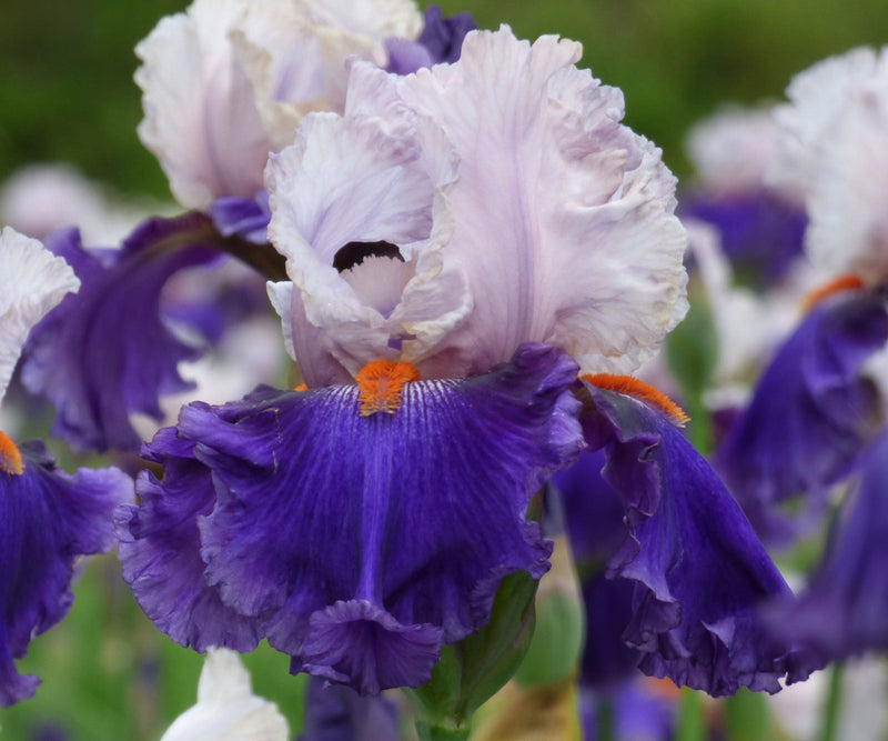 You Grow Girl Fragrant Bearded Iris Quart Container-zoom-