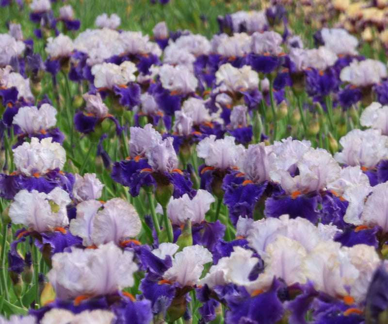 You Grow Girl Fragrant Bearded Iris Quart Container-zoom-