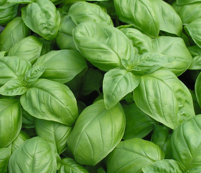 Basil - Italian Large Leaf-zoom-