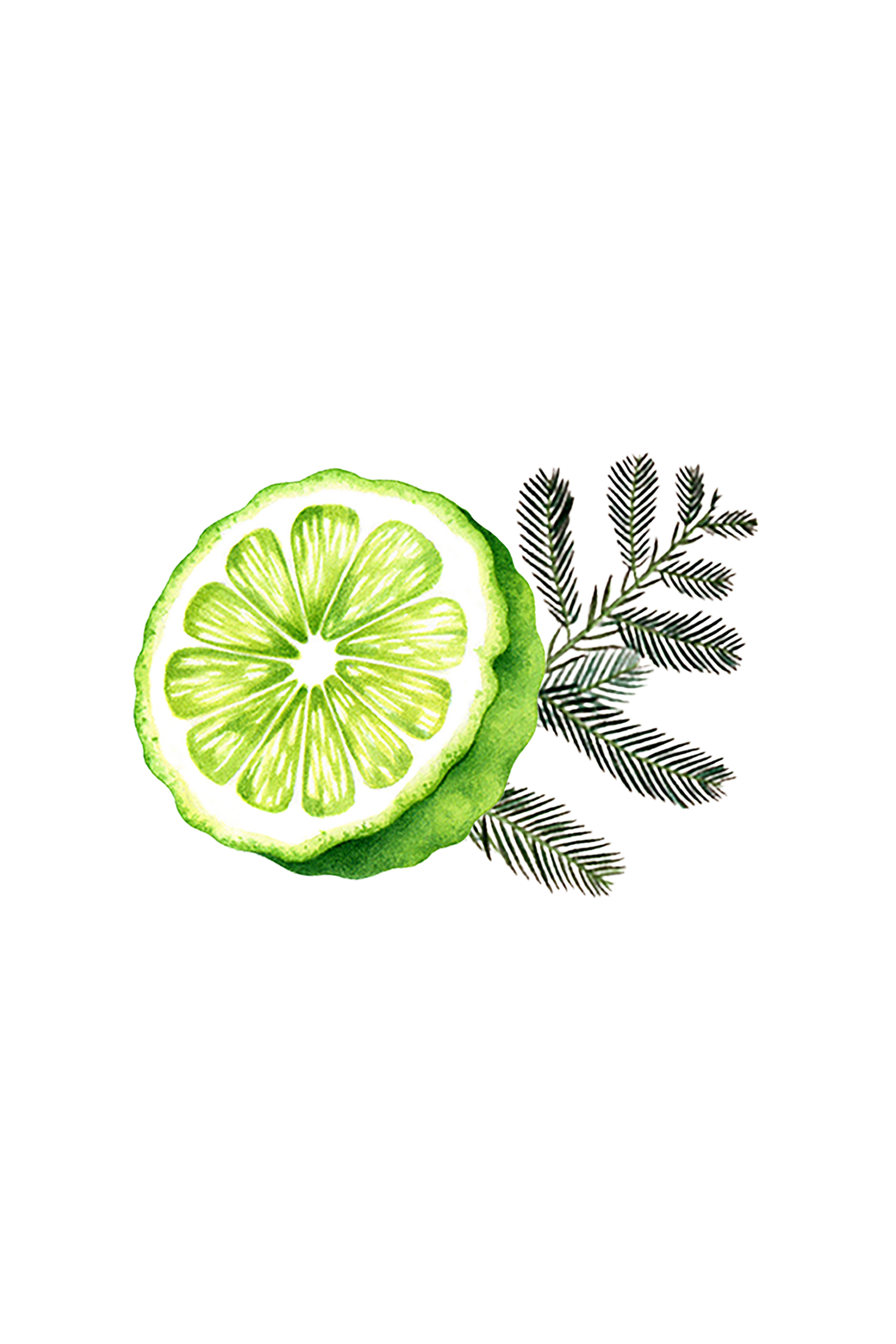 Floor Cleaner Concentrate | Bergamot & Cypress-2