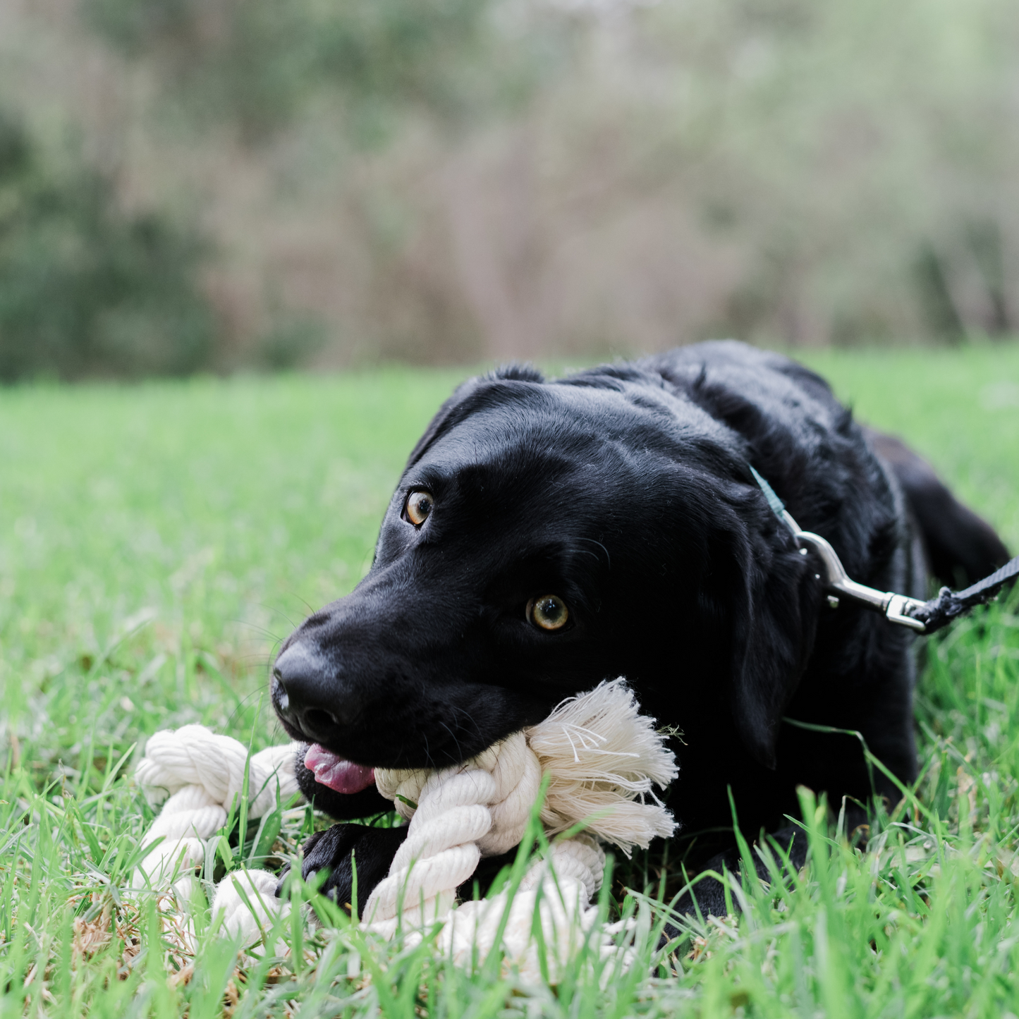 Boba & Vespa Organic Cotton Rope Dog Toy