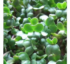 Broccoli for Microgreens-zoom-2