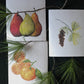 Pears, Tangerine, and Pinecone | Bundle of 3 Swedish Dishcloths