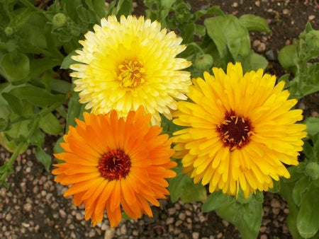 Calendula - Pacific Beauty-zoom-