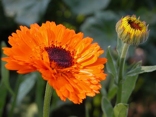 Calendula - Pacific Beauty-3