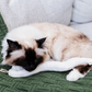 Boba & Vespa Snake Toy for Cats