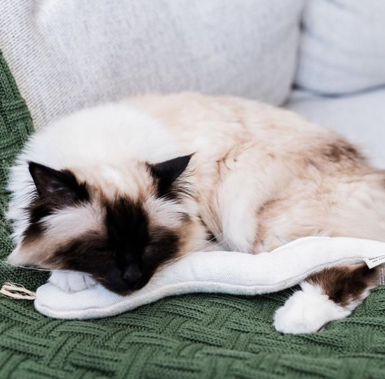 Boba & Vespa Snake Toy for Cats