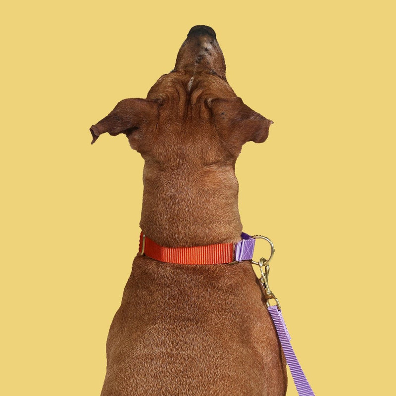Martingale Dog Collar / Orange + Lilac-zoom-
