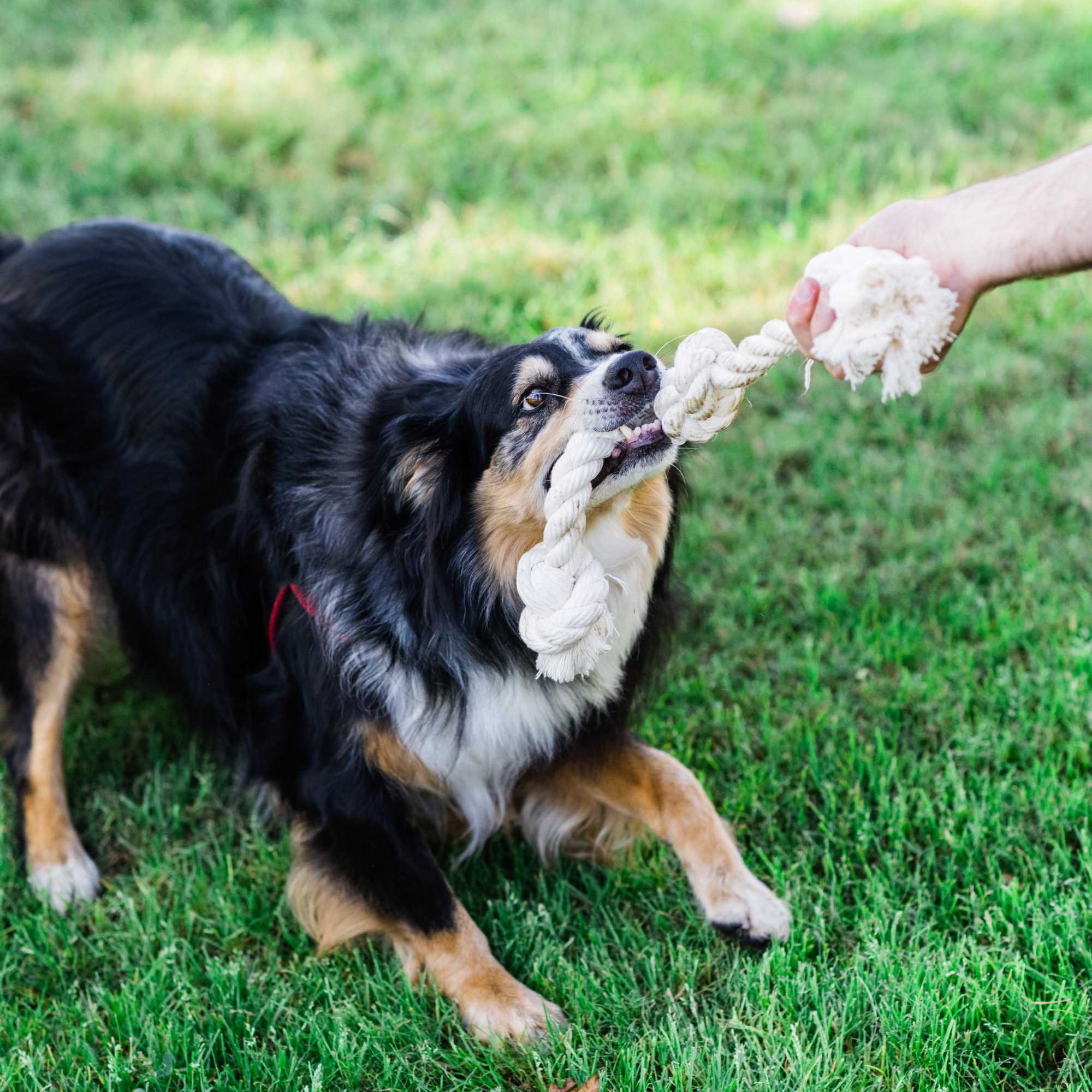 Boba & Vespa Organic Cotton Rope Dog Toy-zoom-7