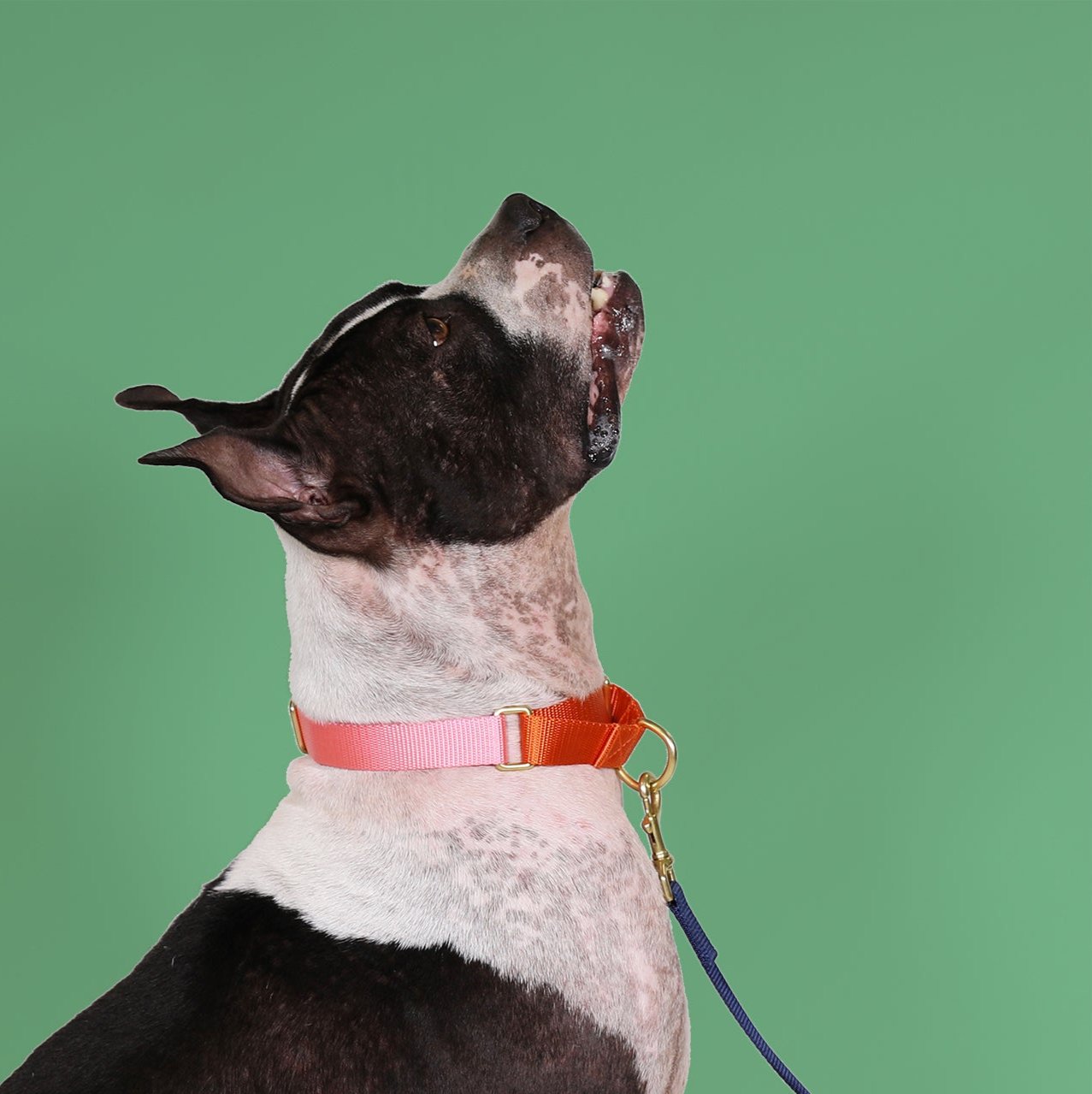 Martingale Dog Collar | Pink + Orange
