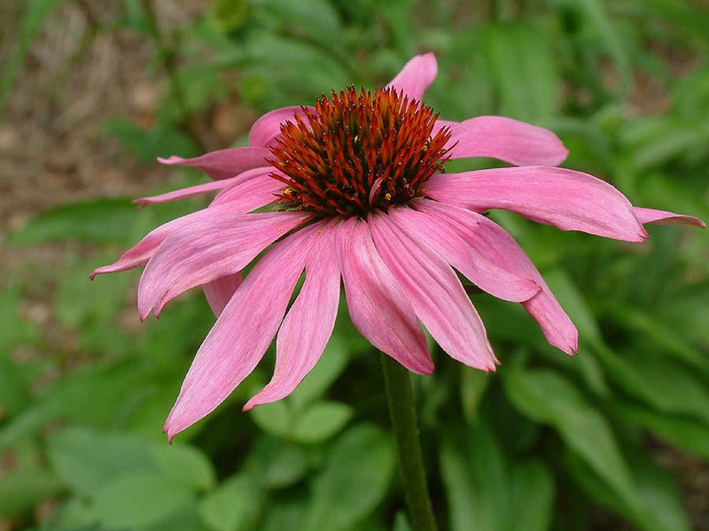 Echinacea Purpurea-zoom-