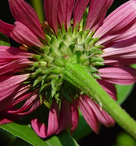 Echinacea Purpurea-zoom-3