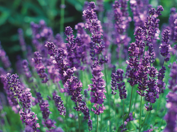 Lavender - English-zoom-