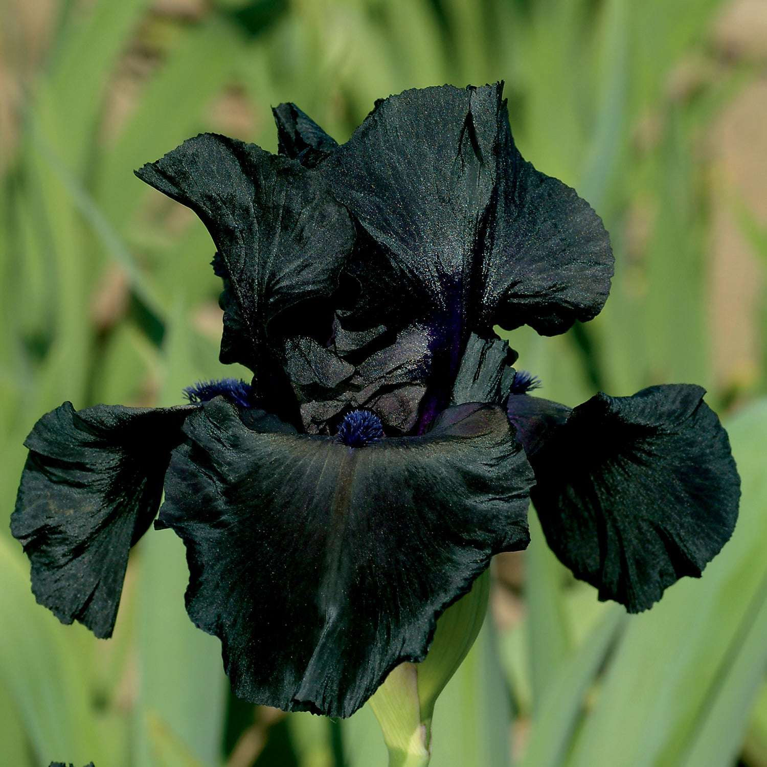 Black Suited Fragrant Black Iris Potted Quart Pot-zoom-1