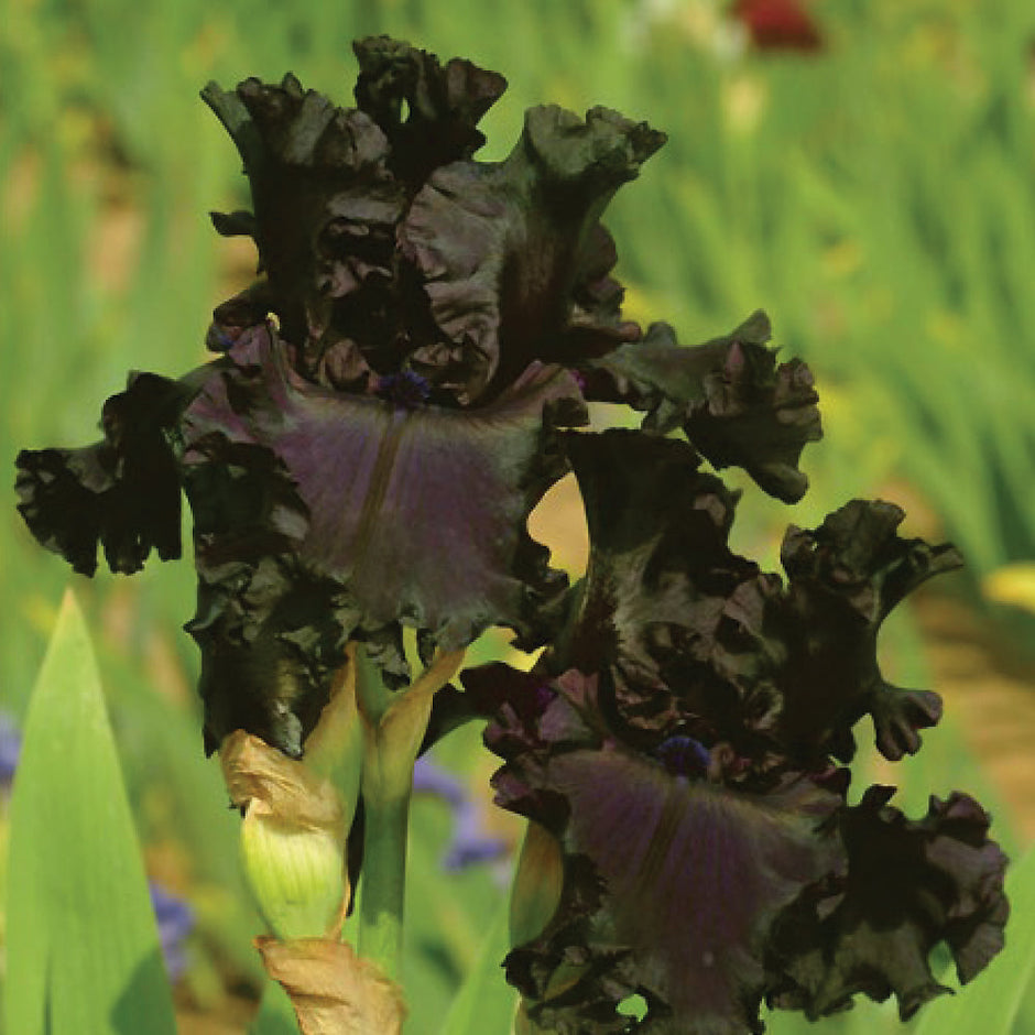 All Night Long Fragrant Iris Plant Potted Quart Pot