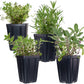 Garden Herb Plants Collection Rosemary Sage Oregano Thyme Quart Pots