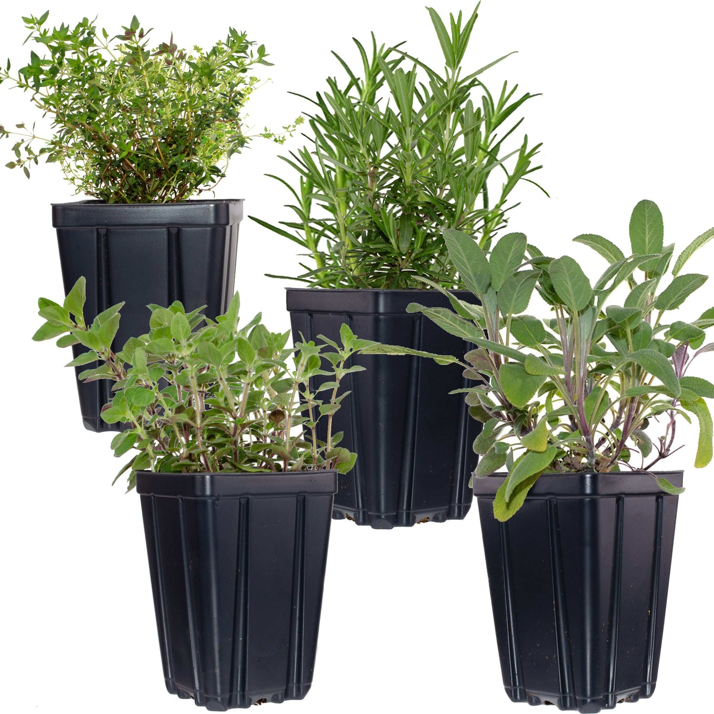 Garden Herb Plants Collection Rosemary Sage Oregano Thyme Quart Pots