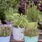 Herbs de Provence Plant Collection, 4 Quart Pots - Rosemary, Lavender, Thyme, Sage