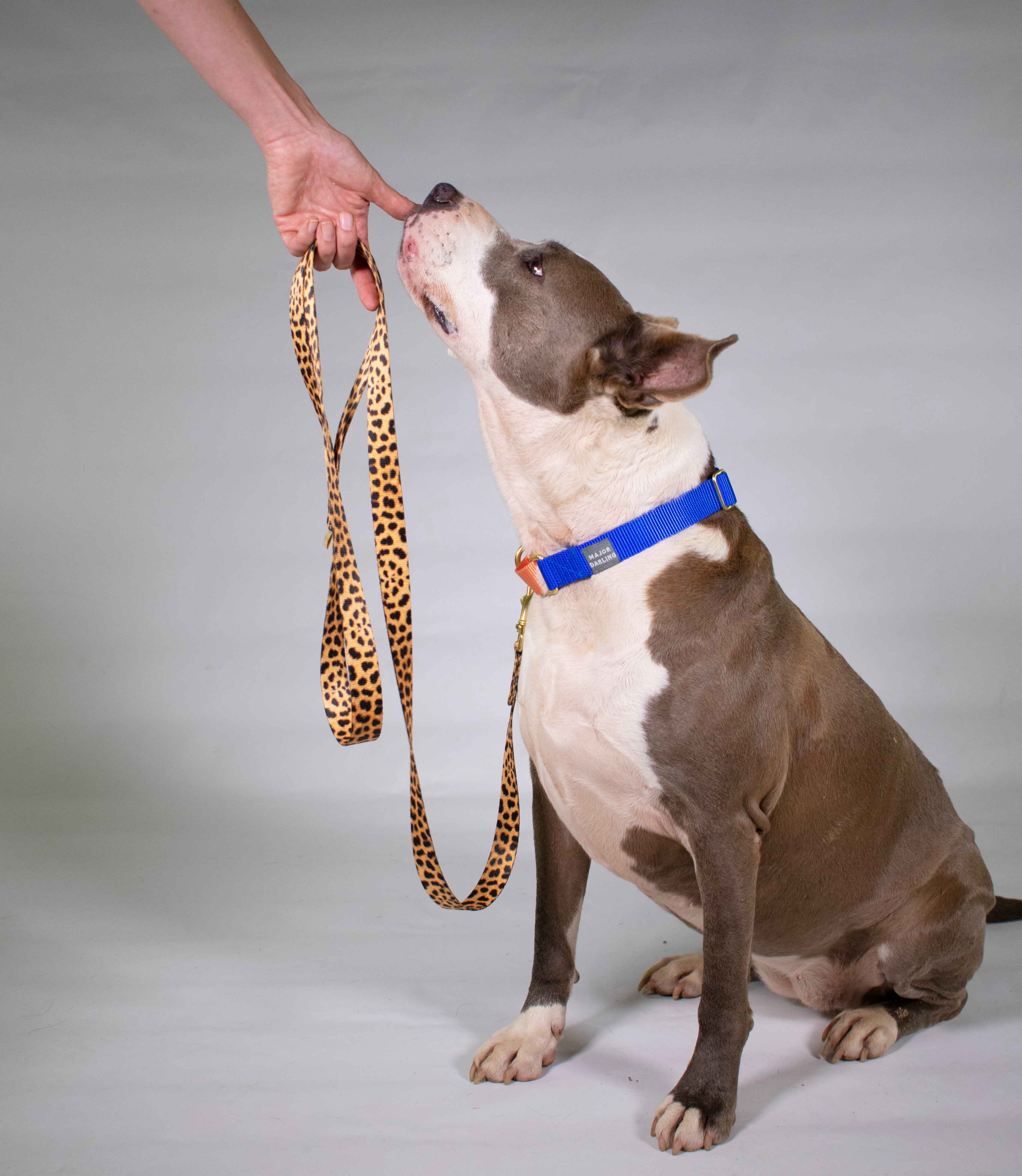Not-So-Basic Dog Leash / Leopard-zoom-3