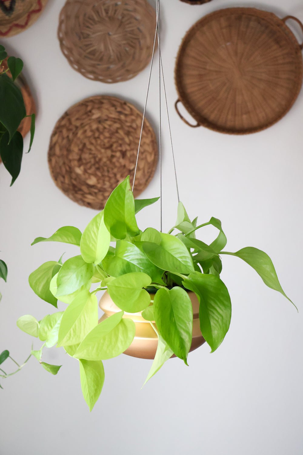 Hanging Planter - Aware House - Carter + Rose - 