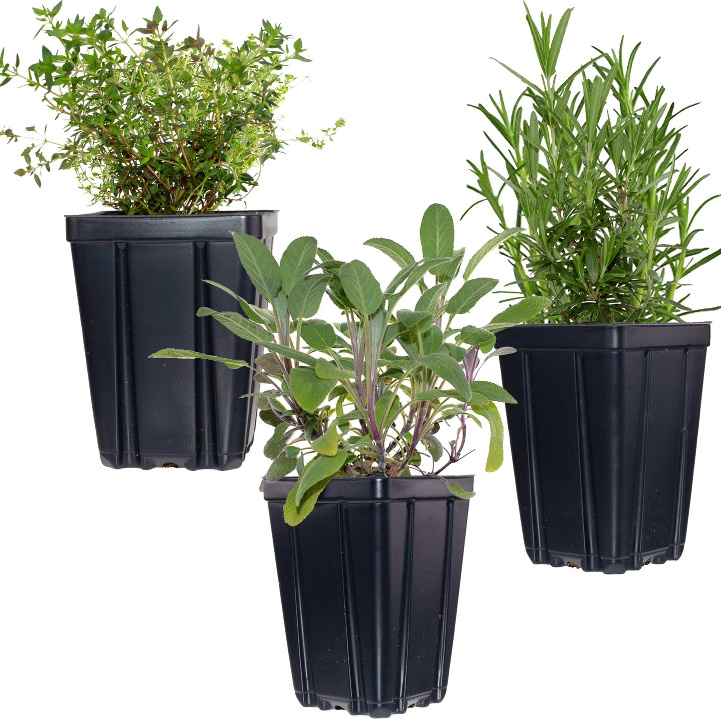 Essential Herb Collection Rosemary Sage Thyme Quart Pots