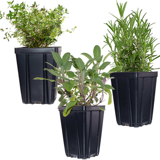 Essential Herb Collection Rosemary Sage Thyme Quart Pots