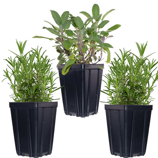Fragrant Herb Plants Collection Rosemary Sage Quart Pots