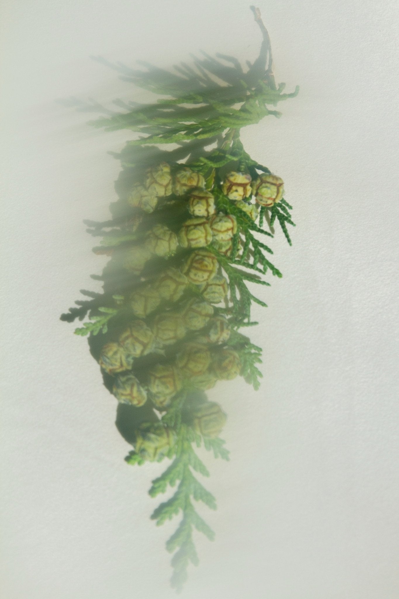 Hiba Wood & Red Western Cedar Leaf Water-Based Perfume Mist