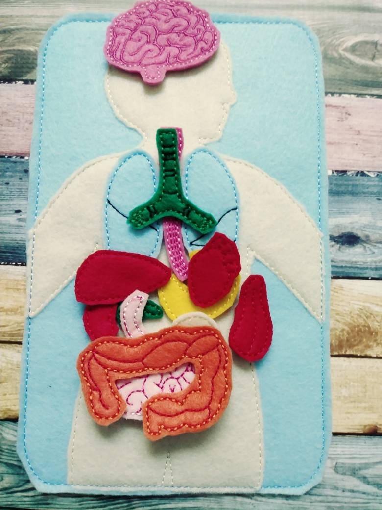 Anatomy Felt Learning Board | Human Body Educational Toy - Aware House