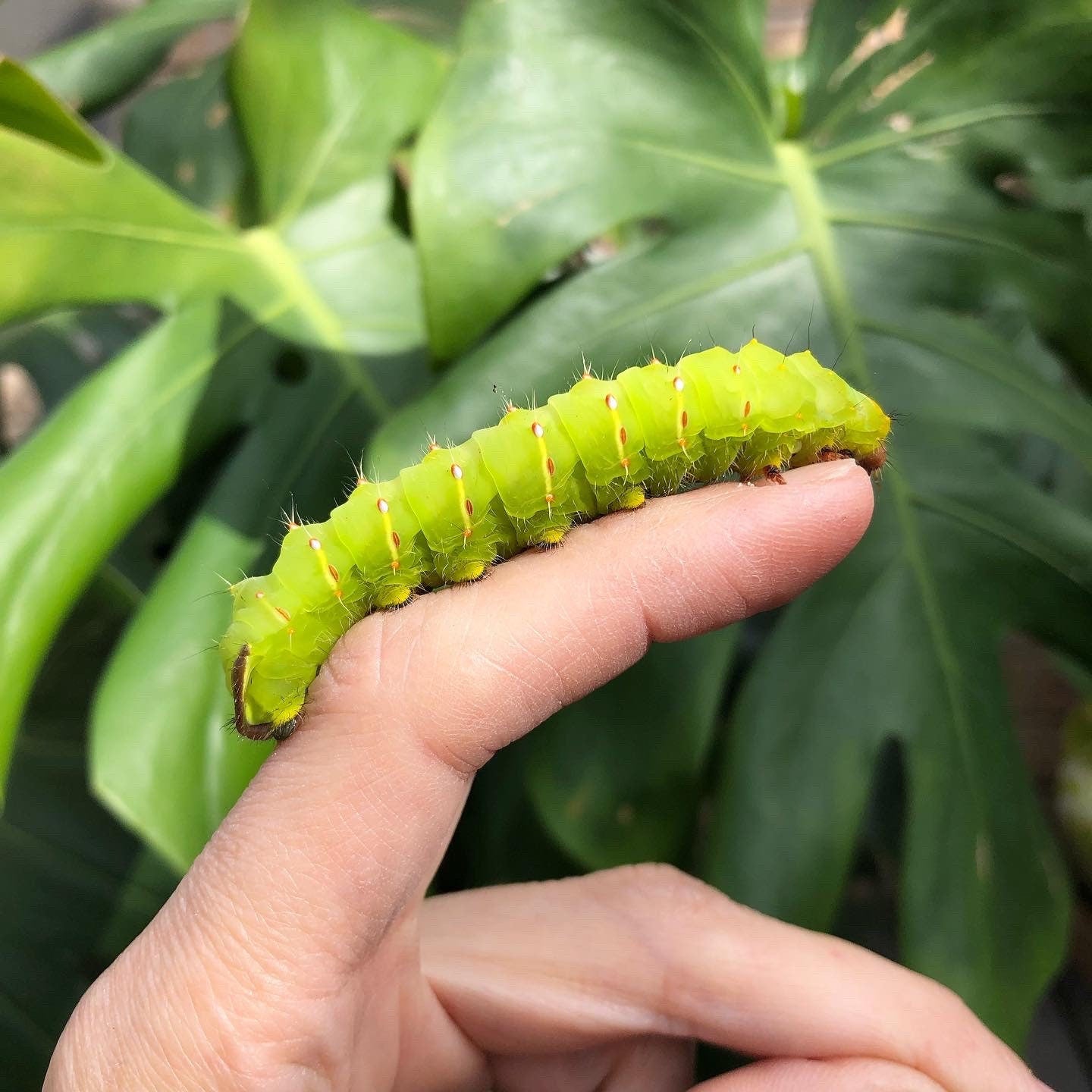 Handmade Luna Moth Hoop Earrings-8
