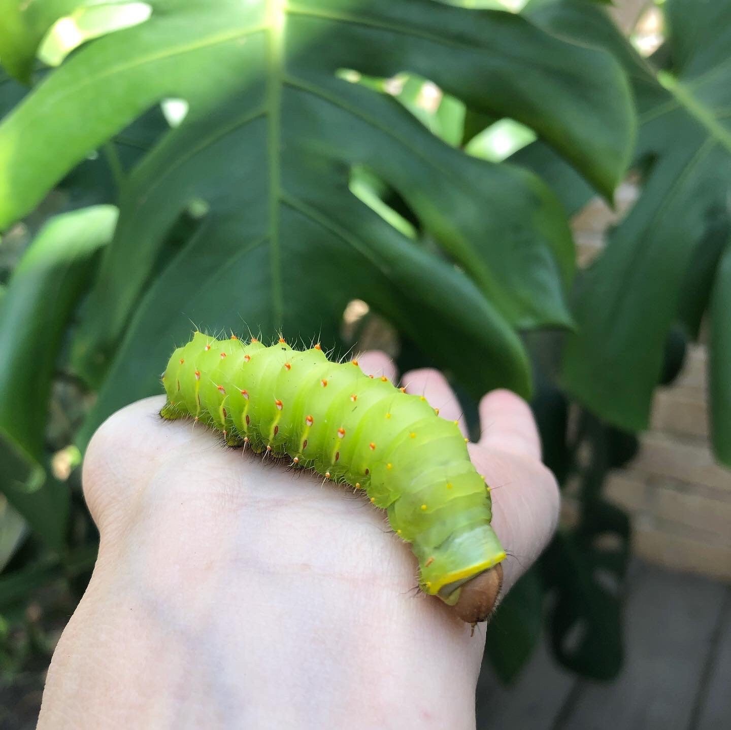 Handmade Luna Moth Hoop Earrings-7