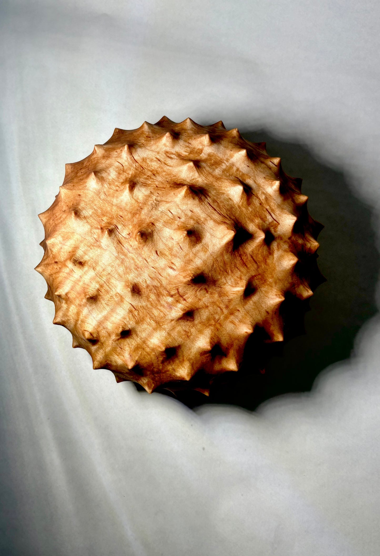 Urchin Form in Curly Red Maple