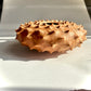 Urchin Form in Curly Red Maple
