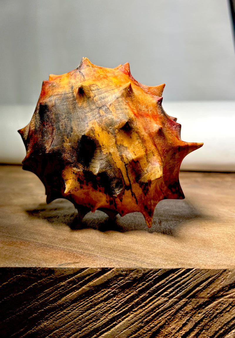 Urchin in Flaming Box Elder-zoom-