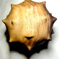 Black Walnut Urchin Hollow Form