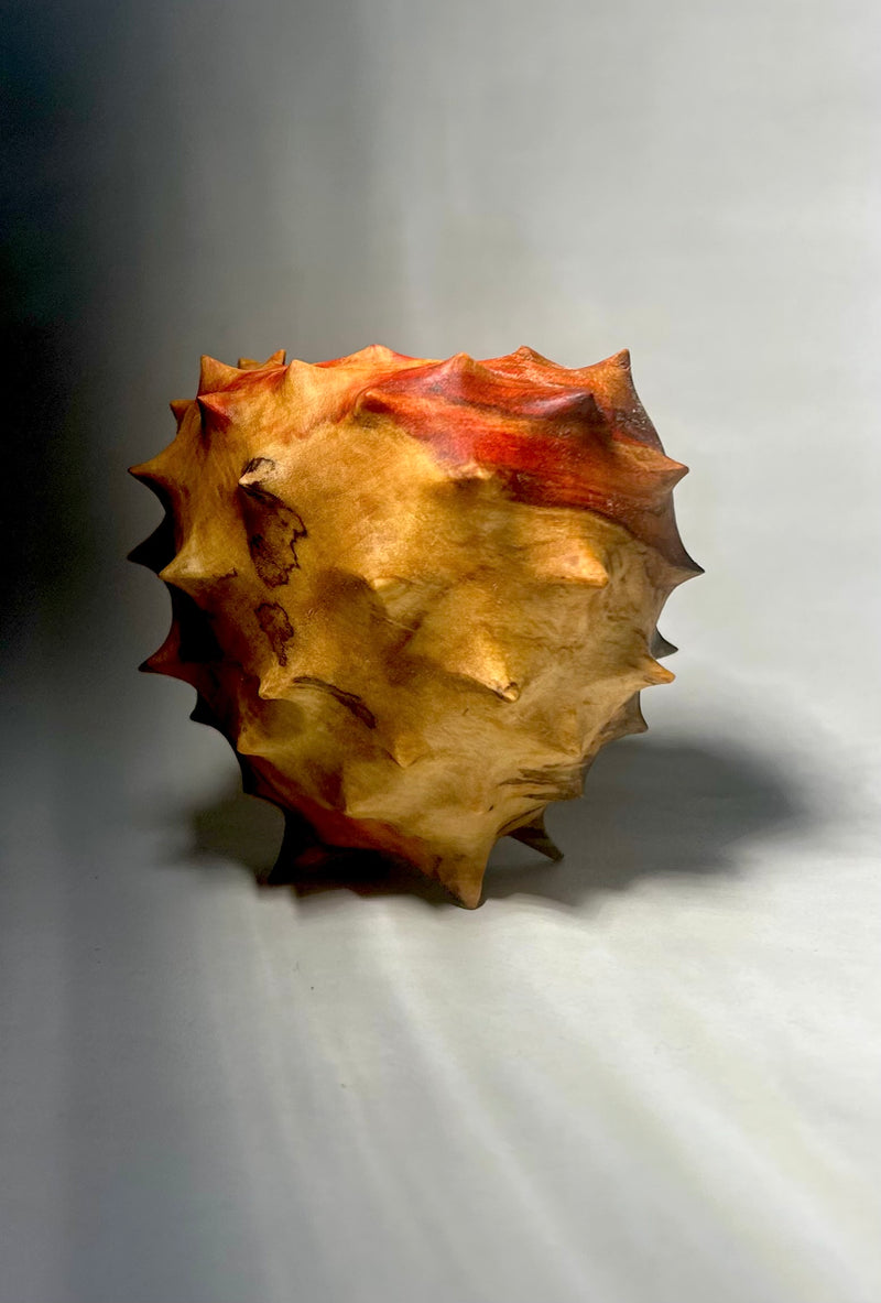 Urchin in Flaming Box Elder-zoom-