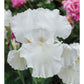 Immortality Iris Plant Fragrant Reblooming Potted Quart Pot