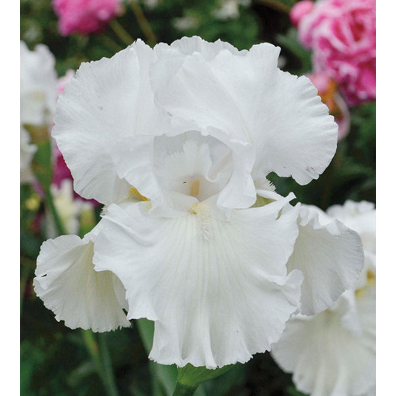 Immortality Iris Plant Fragrant Reblooming Potted Quart Pot-zoom-