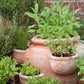 Kitchen Herb Plants Collection Rosemary Oregano Thyme Quart Pots