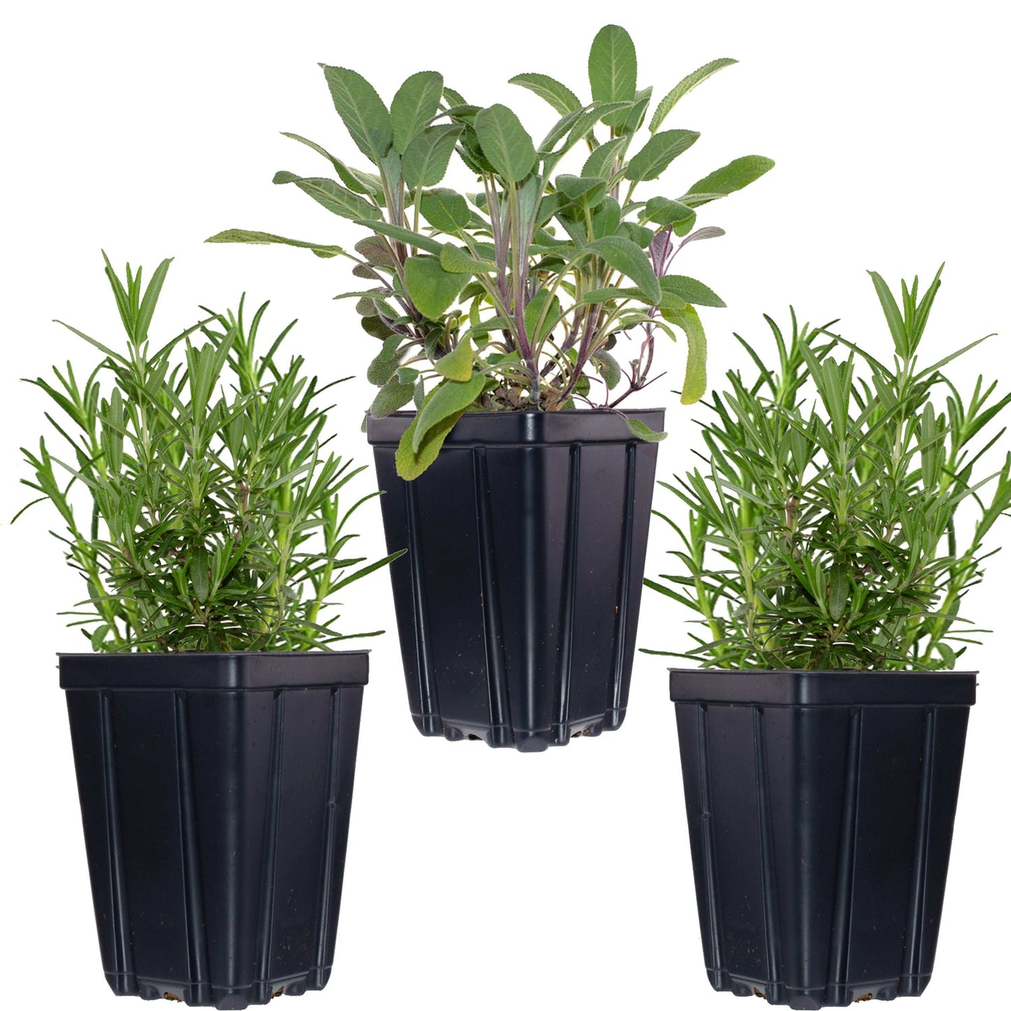 Kitchen Herb Plants Collection Rosemary Oregano Thyme Quart Pots