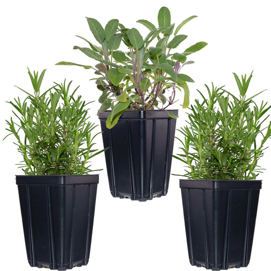 Kitchen Herb Plants Collection Rosemary Oregano Thyme Quart Pots