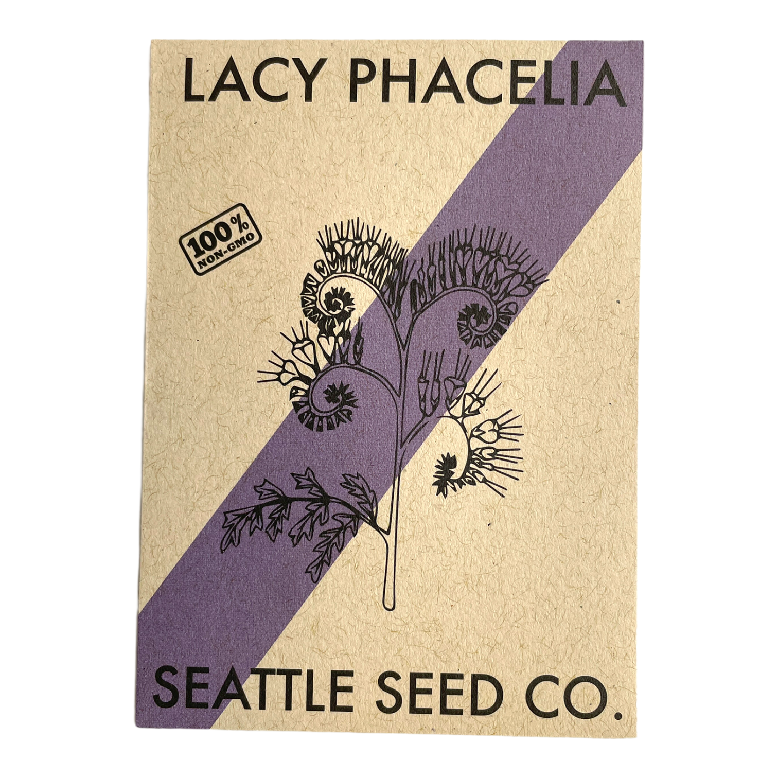 Lacy Phacelia-1