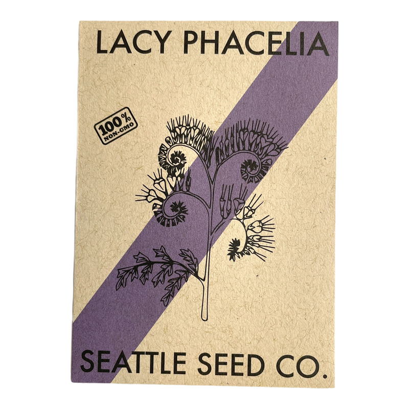 Lacy Phacelia-zoom-