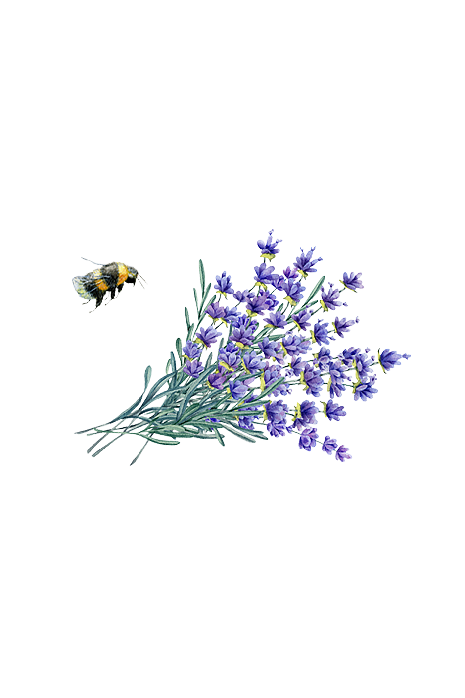Laundry Detergent | Lavender