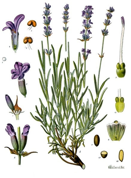 Lavender - English-3