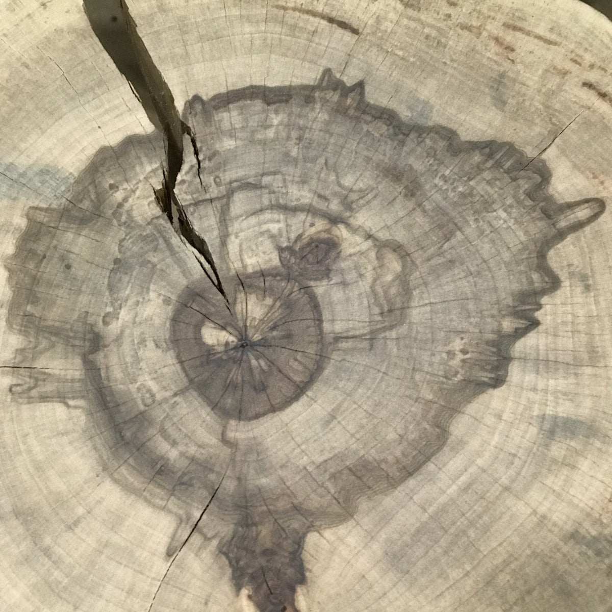 Live Edge Round Side Table | Fossil Table - Aware House