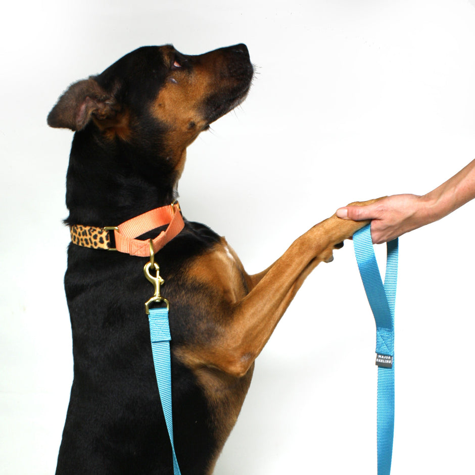 Martingale Dog Collar | Leopard + Peach
