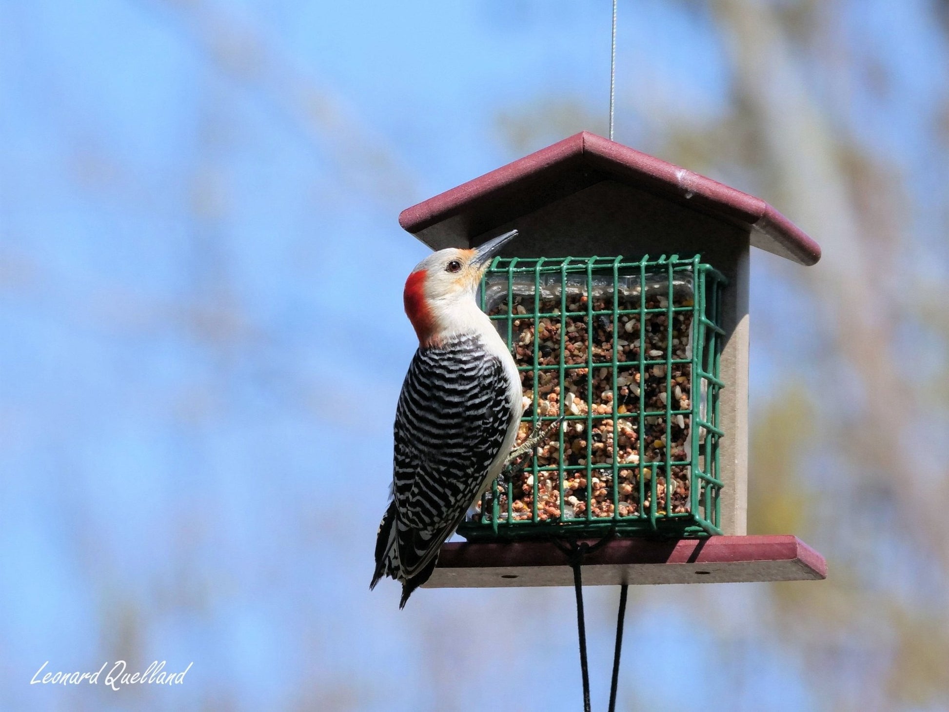 Double Suet - Cake Bird Feeder | Amish - Made Poly Lumber Feeder - Aware House - Amish Toy Box - 