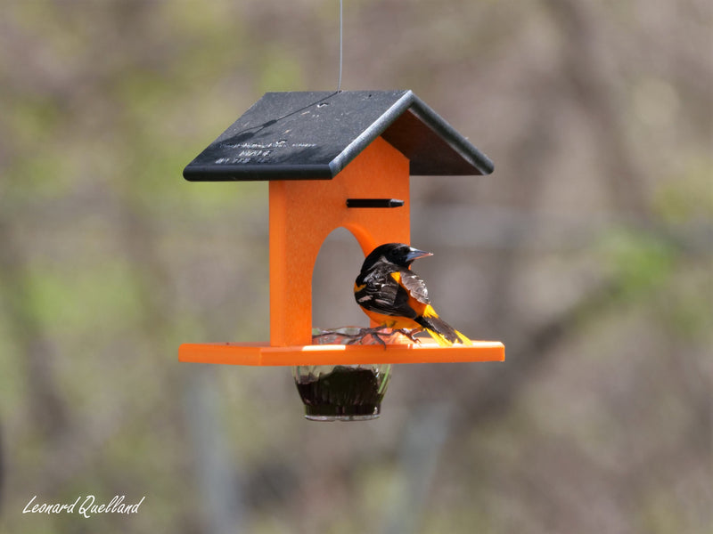 Hanging Oriole Jelly and Orange Bird Feeder | Eco-Friendly Poly Lumber-zoom-